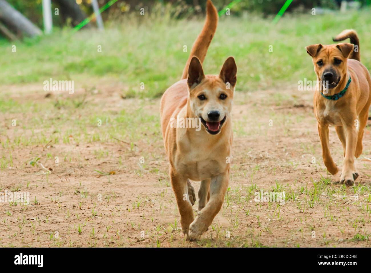 Zwei männliche thailändische braune Welpen laufen auf dem Rasen. Stockfoto