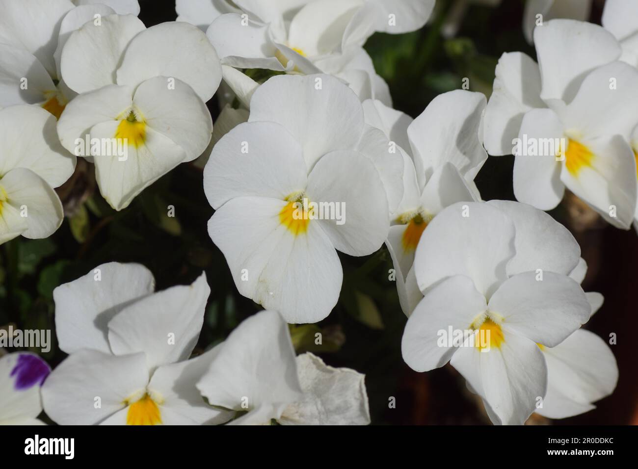 Nahaufnahme Weiß mit gelben Blumen von Gartenschwänzchen. Veilchen (Viola cornuta) im Frühling. Violetfamilie Violaceae. Stockfoto