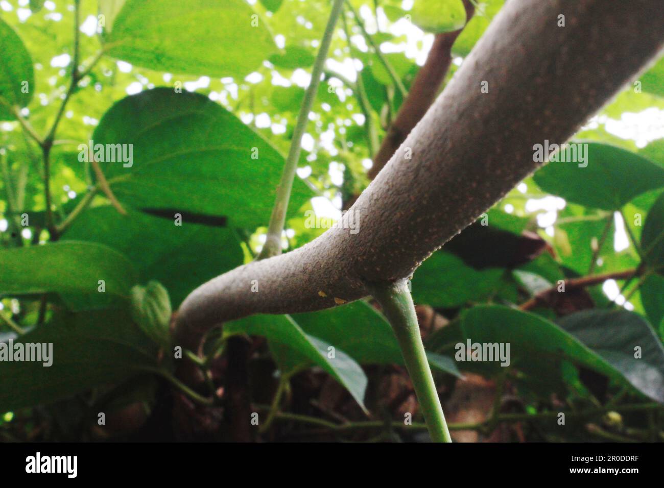 Gekrümmter Stamm eines Moringa-Baumes zwischen verschwommenen Betelblattpflanzen Stockfoto