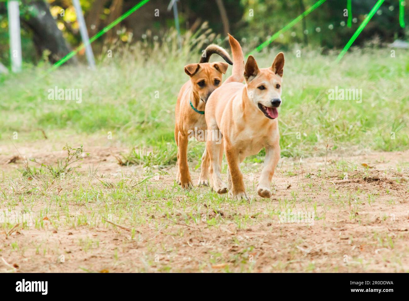 Zwei männliche thailändische braune Welpen laufen auf dem Rasen. Stockfoto