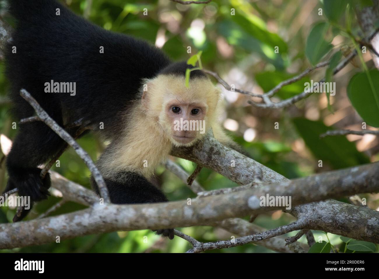 Capuchin Monkey im Manuel Antonio Nationalpark, Costa Rica Stockfoto