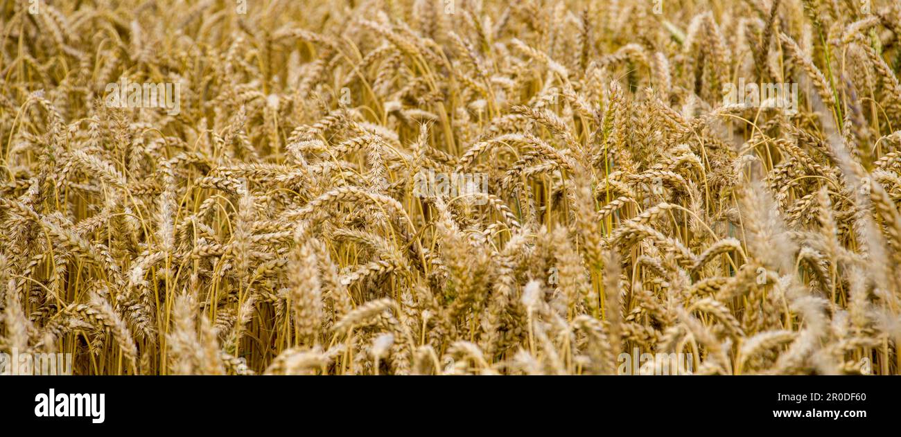 Nahaufnahme des Feldes mit reifem goldenem Weizen. Weizenöhren auf dem Feld Stockfoto