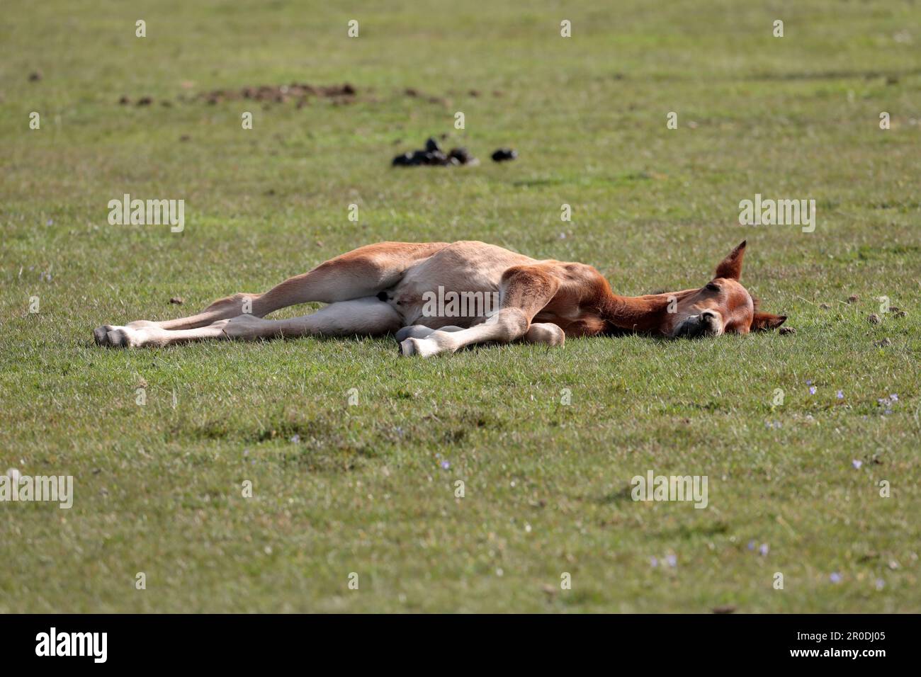 Ein braunes und weißes New Forest-Pony-Fohlen, das auf dem Gras schlief Stockfoto