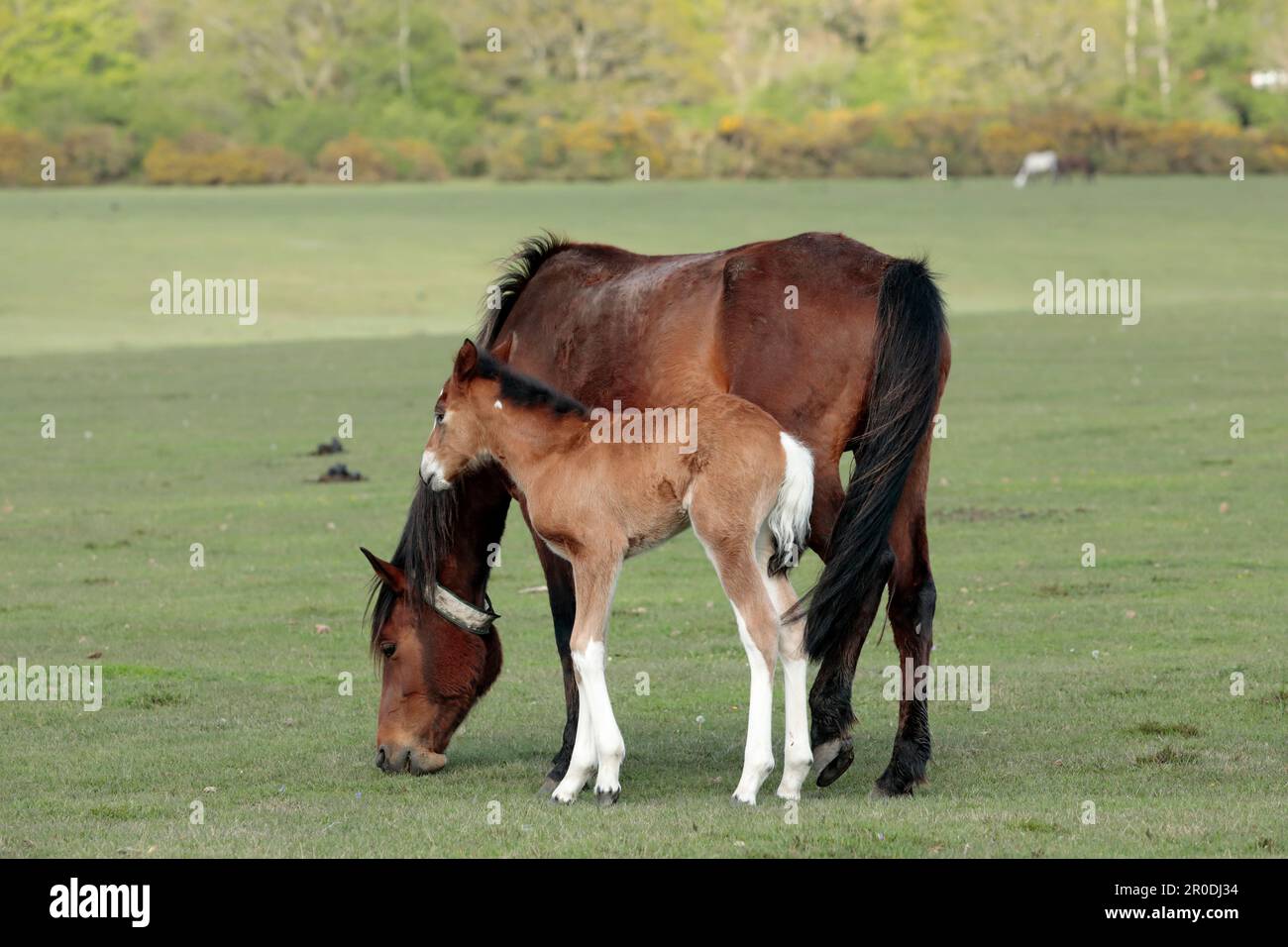 Ein braunes und weißes New Forest Pony Fohlen mit seiner Mutter, das auf dem Gras mit Bäumen im Hintergrund steht Stockfoto