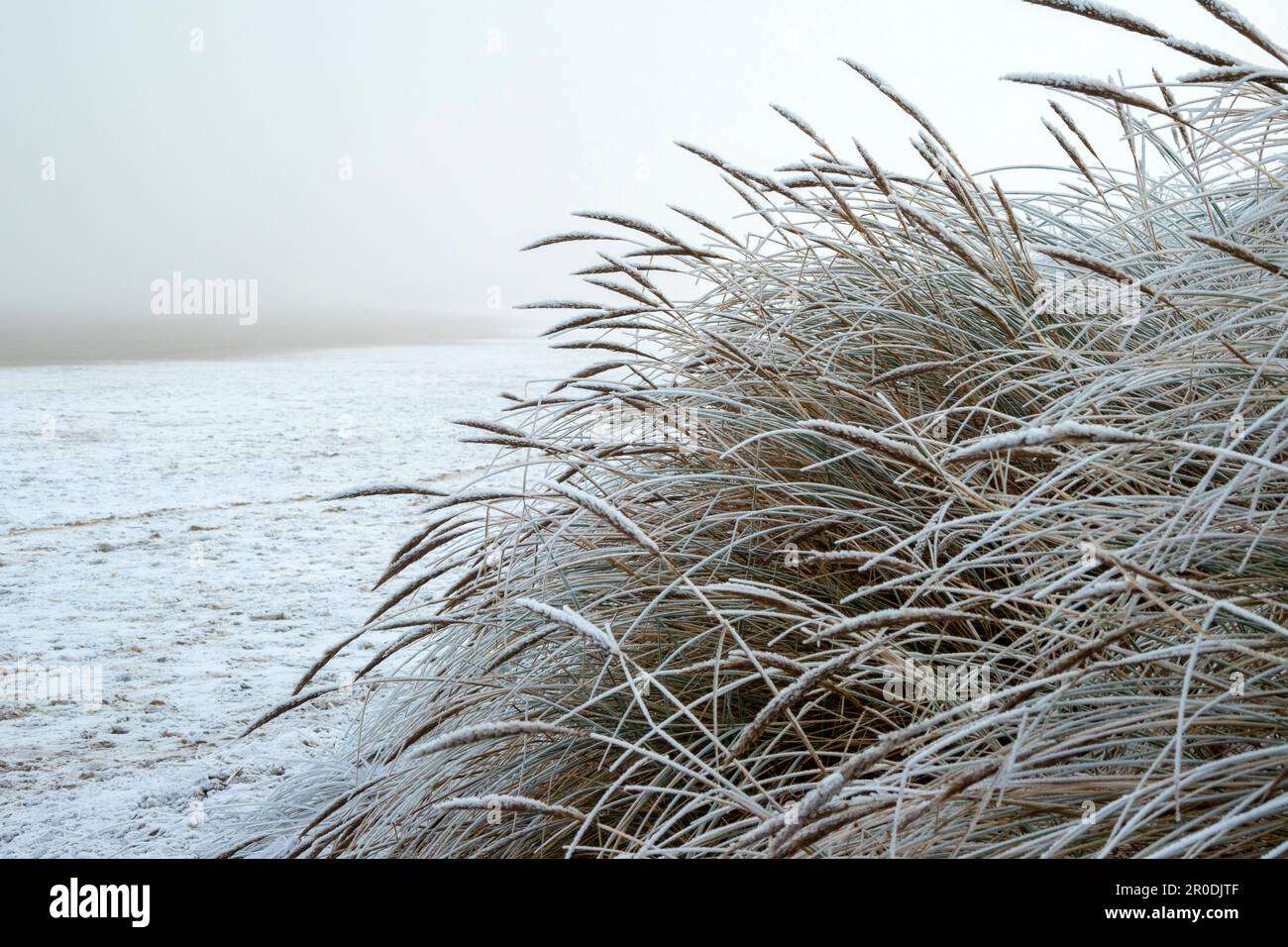 Marram Grass (Ammophila arenaria) und Frost, Sanddünen, Coatham, Redcar Stockfoto