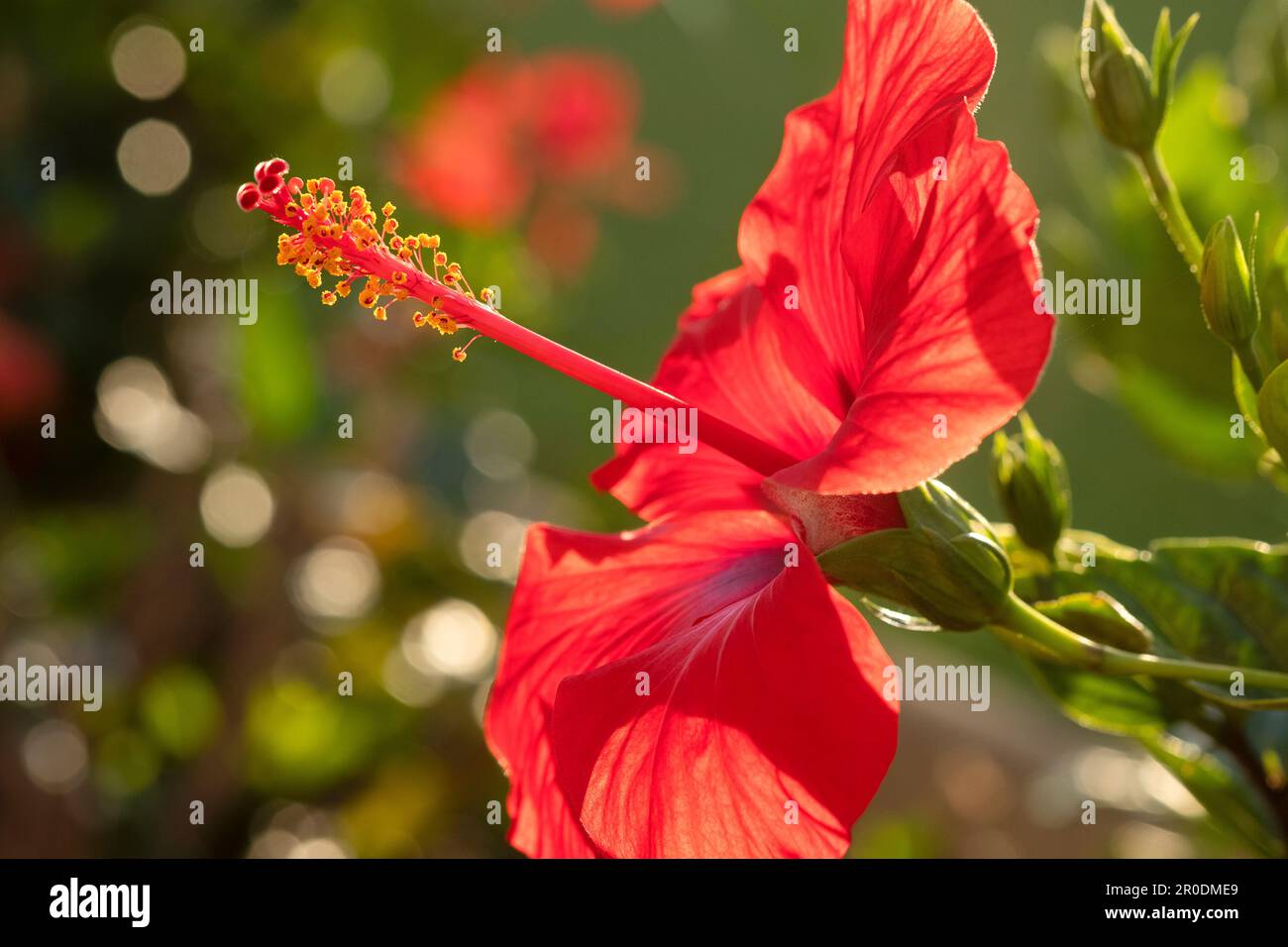 Eine rote Hibiscus rosa sinensis, eine in tropischen und subtropischen Gebieten weit verbreitete Zierpflanze. Nahaufnahme einer einzelnen Blume mit Hintergrundbeleuchtung Stockfoto
