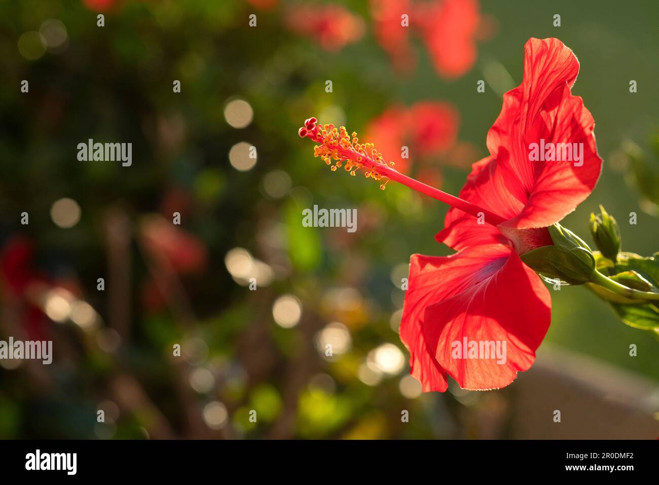 Eine rote Hibiscus rosa sinensis, eine in tropischen und subtropischen Gebieten weit verbreitete Zierpflanze. Nahaufnahme einer einzelnen Blume mit Hintergrundbeleuchtung Stockfoto