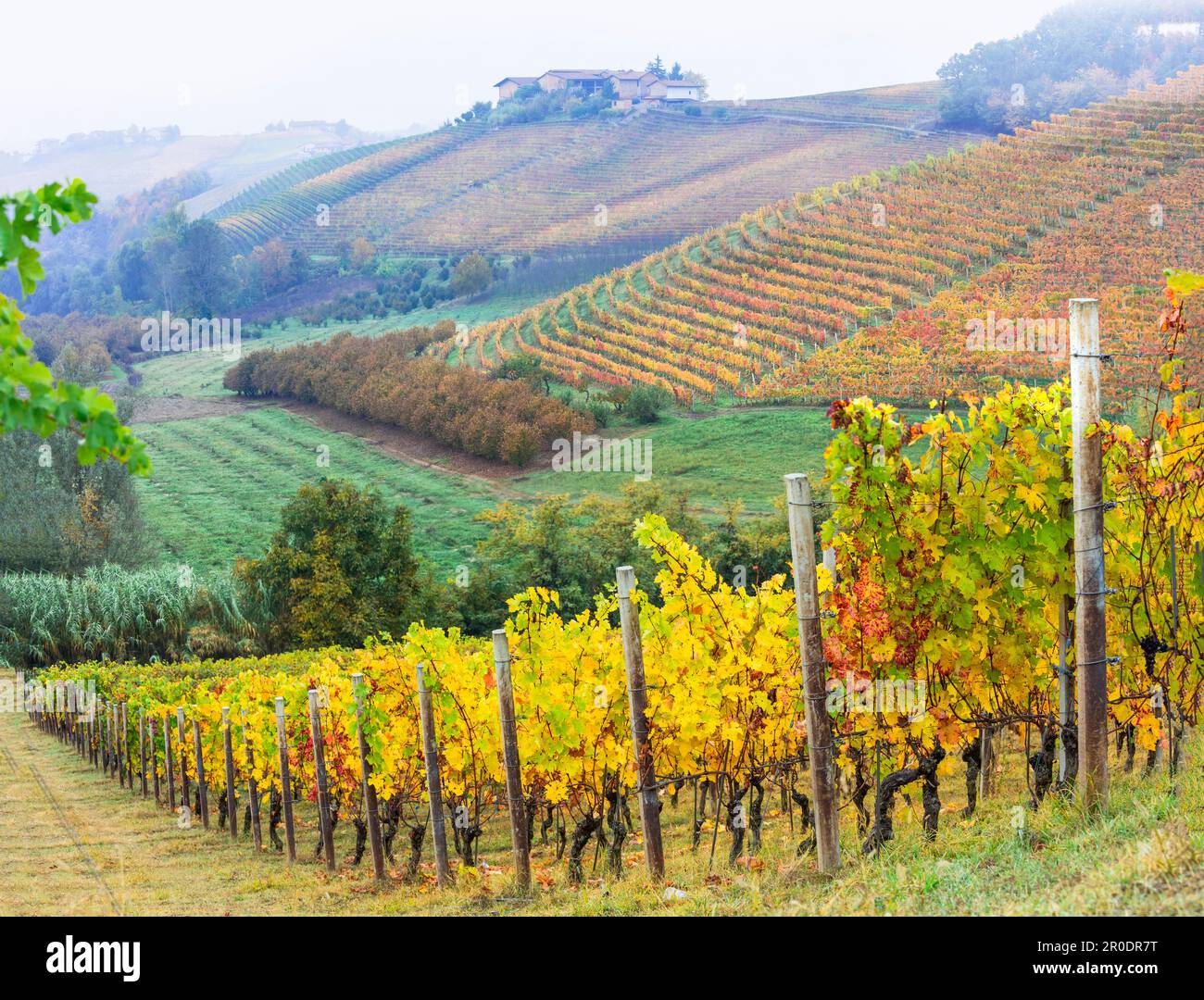 Malerische Herbstweinberge in Piemont - der berühmten Weinregion Italiens. Italienische Naturlandschaft Stockfoto