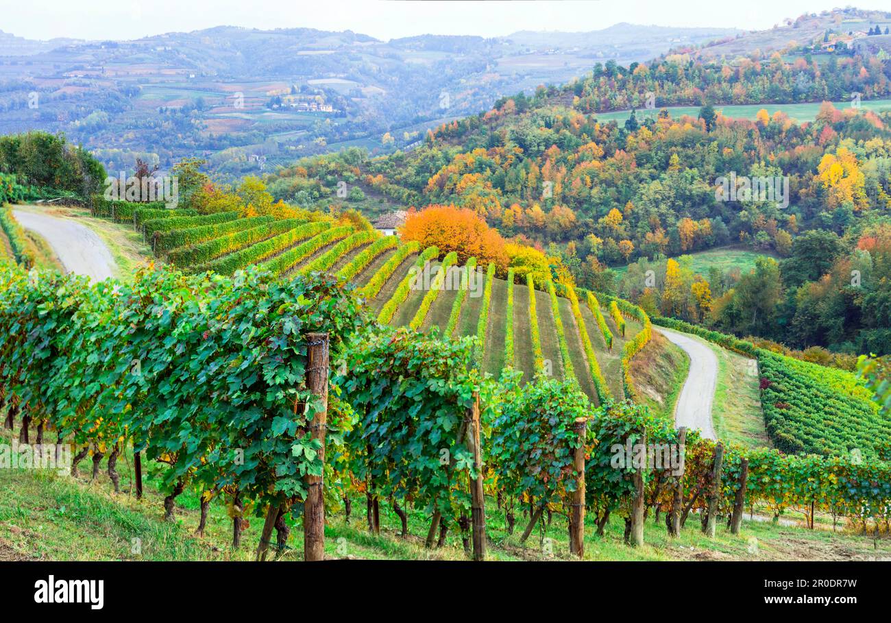 Malerische Herbstweinberge in Piemont - der berühmten Weinregion Italiens. Italienische Naturlandschaft Stockfoto