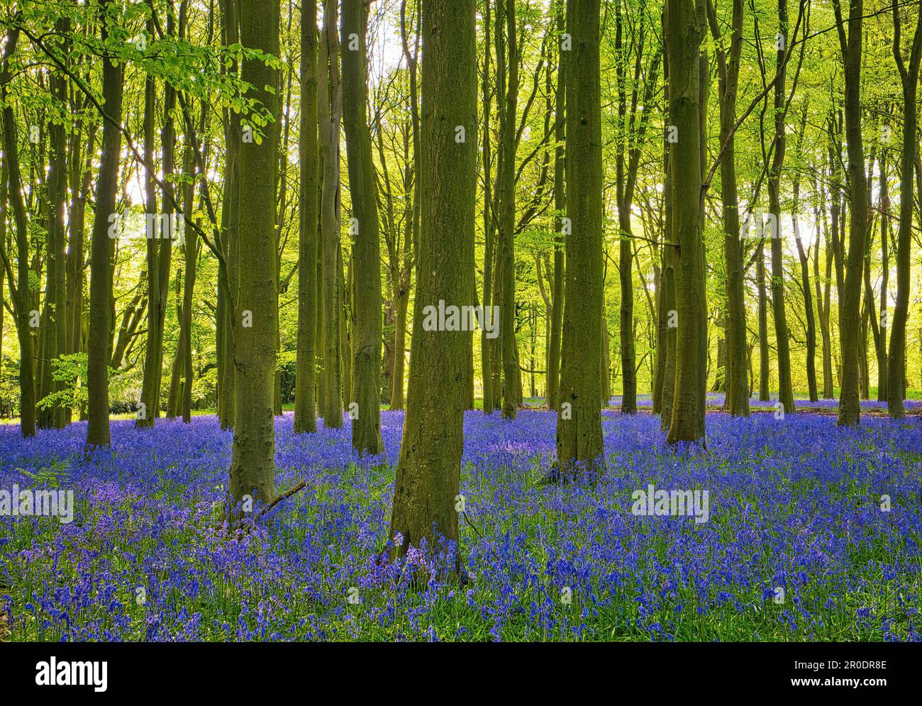 Der wunderschöne Teppich der Blauen Glocke verkörpert Frühling und neues Leben. Aufgenommen in Badbury Clump, Oxfordshire, einem der ältesten Buchenwälder. Stockfoto