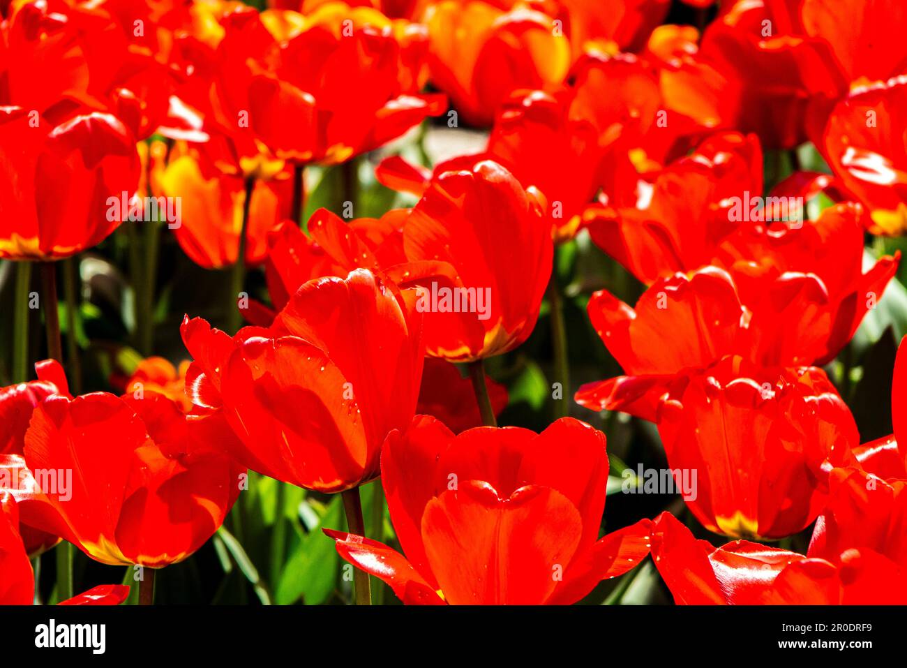 Leuchtend rote blühende Tulpen Stockfoto