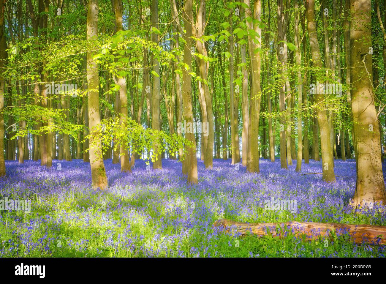 Das sanfte Sonnenlicht im Frühling erhellt den wunderschönen Teppich aus Blaubäumen, der die Buchenbäume im Badbury Clump, Oxfordshire, umgibt. Stockfoto