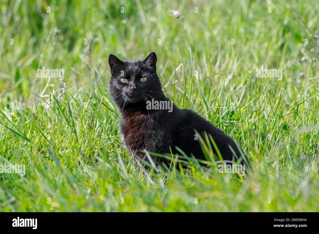 Heimische Schwarze Katze (Felis catus), die auf Wiesen/Grünland nach Mäusen und Vögeln jagt Stockfoto