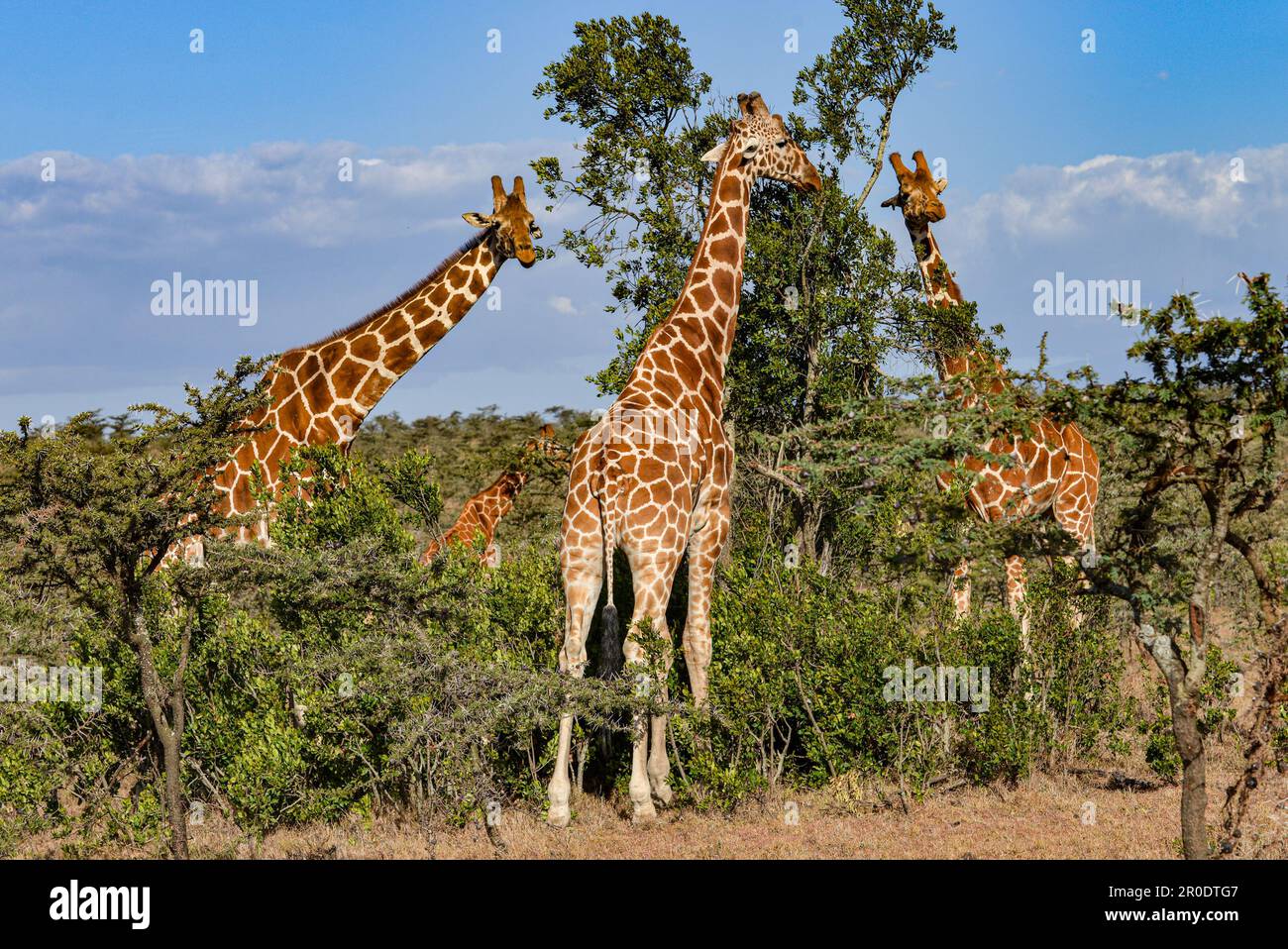 Giraffen in Savanna Kenia Stockfoto