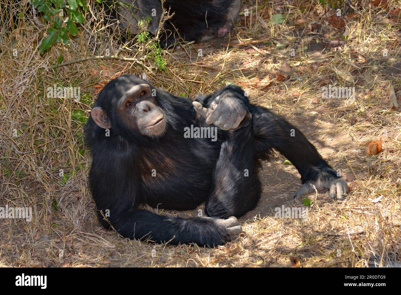 Afrikanischer Schimpanse im Sweetwaters Chimpanzee Sanctuary Ol Pejeta Conservancy in Kenia Stockfoto