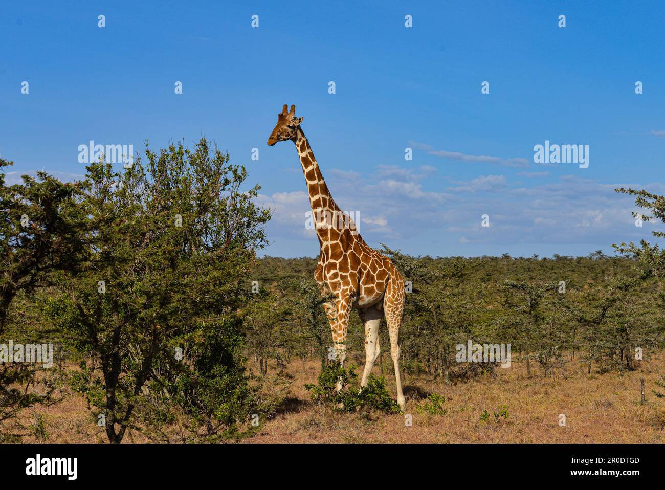 Giraffen in Savanna Kenia Stockfoto