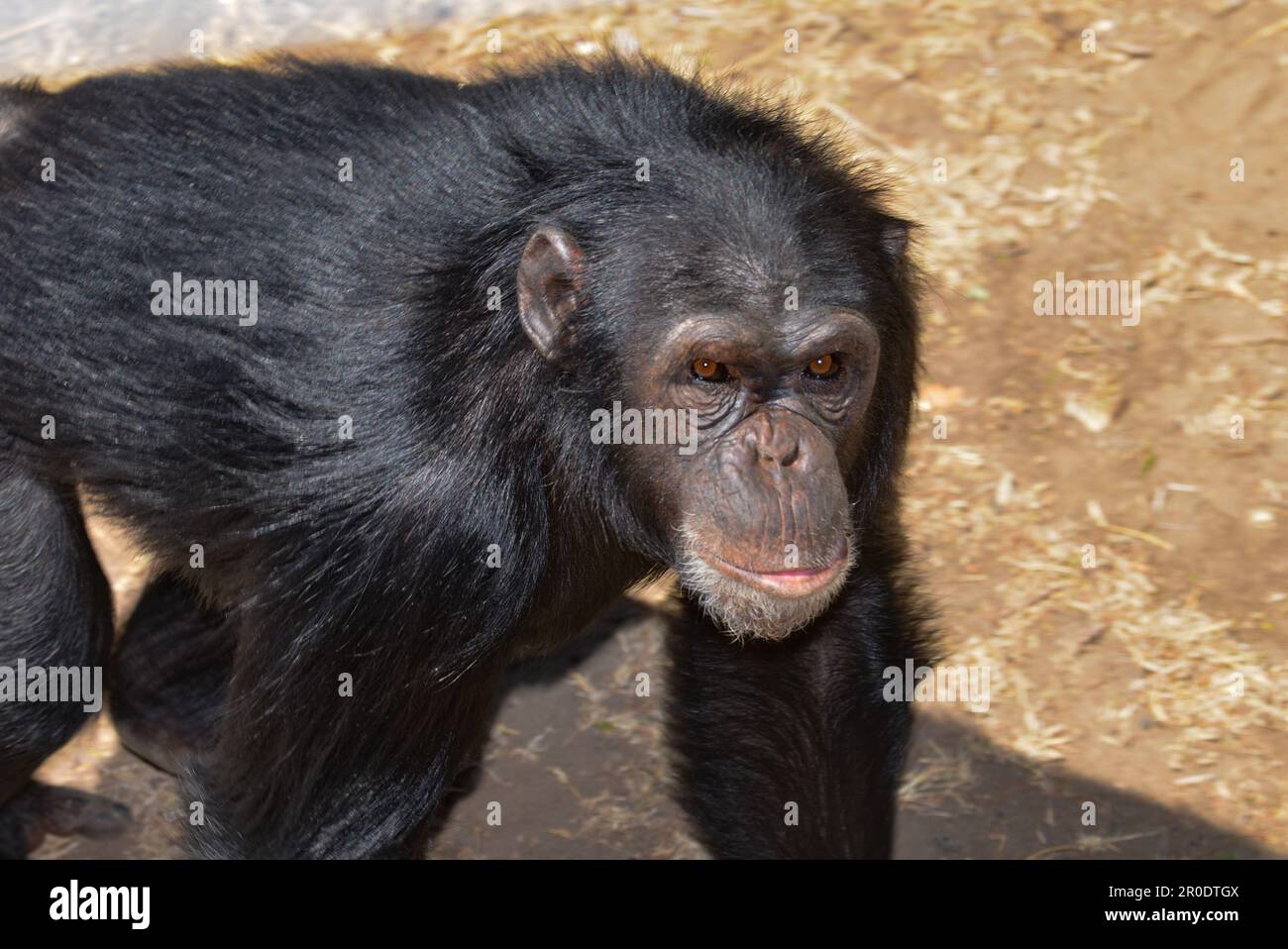 Afrikanischer Schimpanse im Sweetwaters Chimpanzee Sanctuary Ol Pejeta Conservancy in Kenia Stockfoto