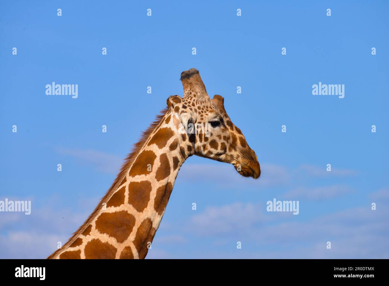 Giraffen in Savanna Kenia Stockfoto