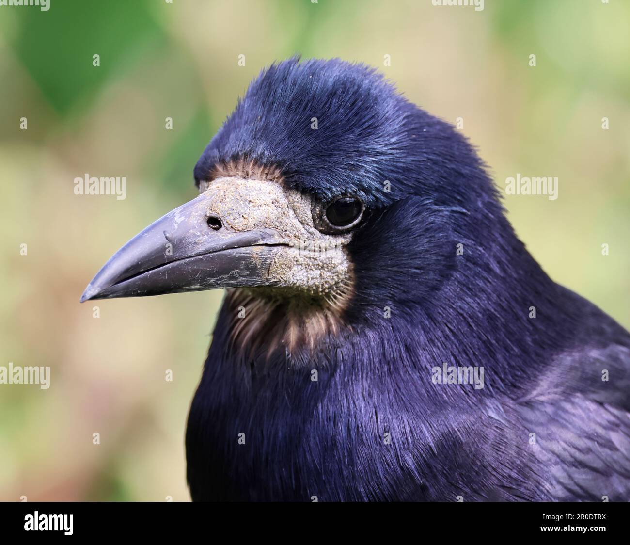 Ein Porträt eines Turms (Corvus frugilegus), als er in der Nähe ankam und auf meiner Wäscheleine in Gloucestershire, Großbritannien, landete Stockfoto