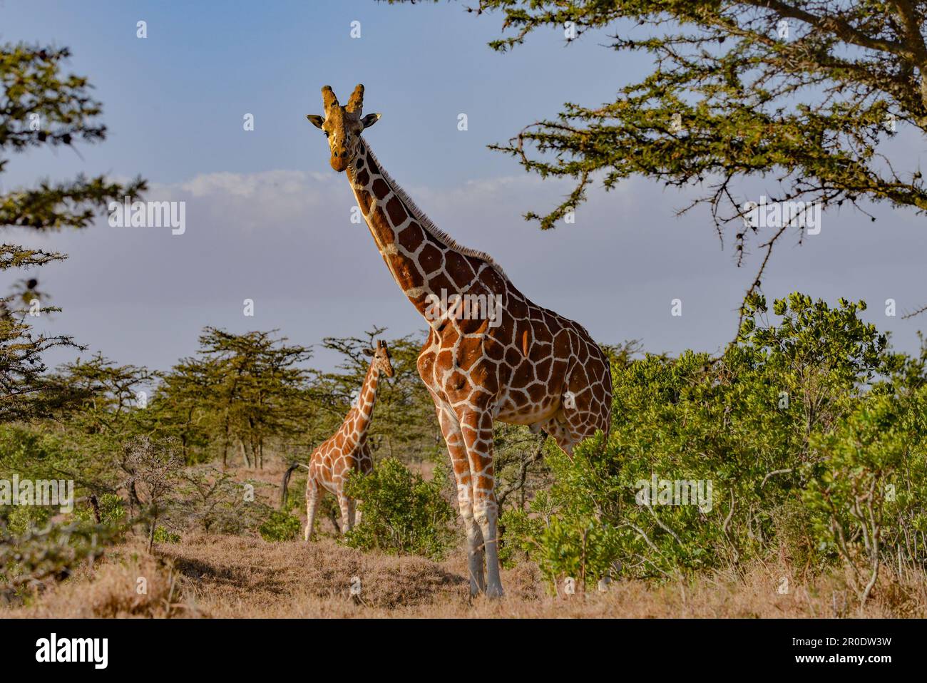Giraffen in Savanna Kenia Stockfoto