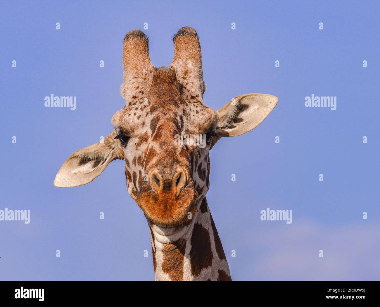 Giraffen in Savanna Kenia Stockfoto
