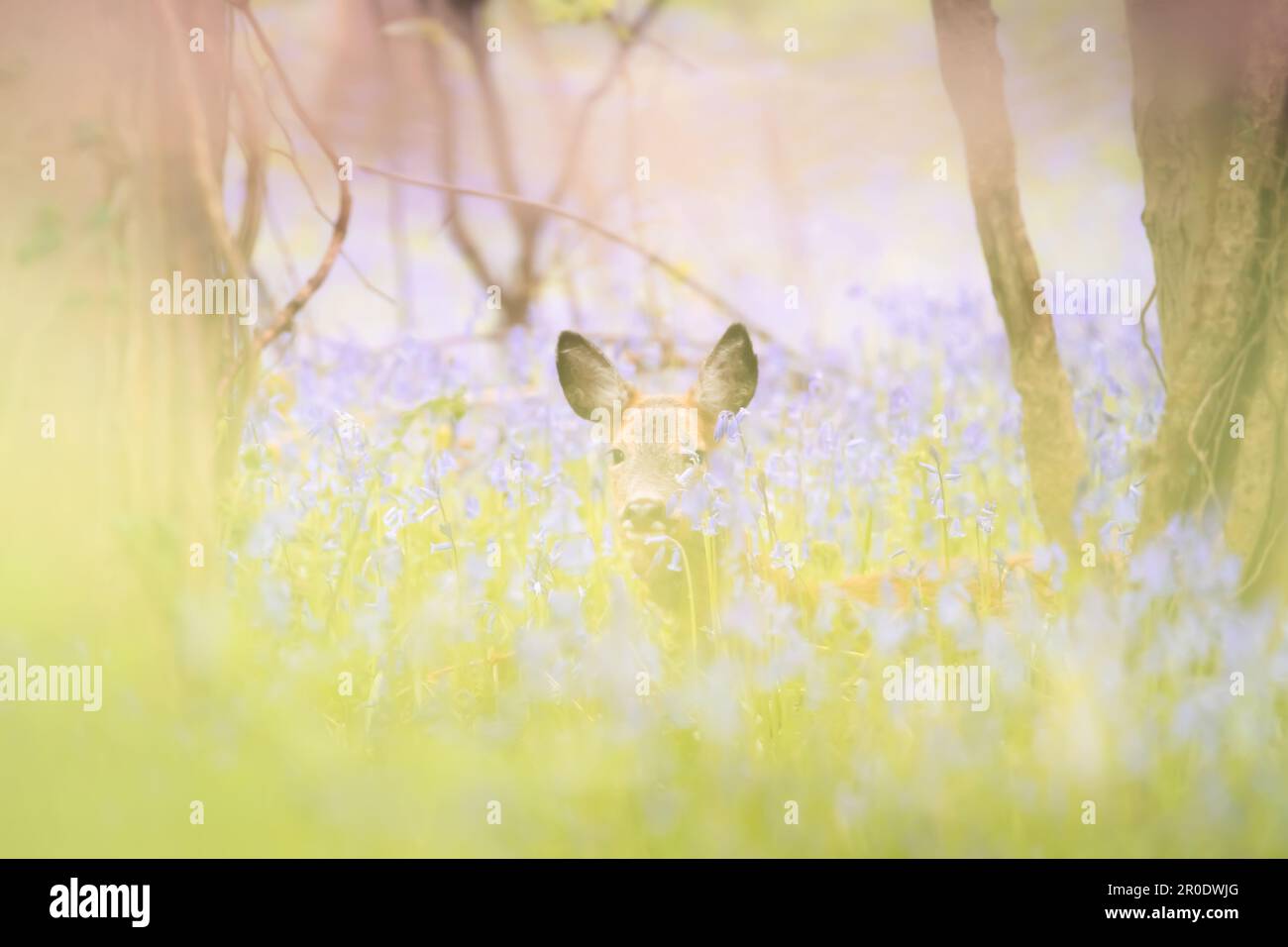 Ein junges weibliches Reh (Capreolus capreolus) ruht in einer Frühlingswiese mit Wildblumen in Dalgety Bay, Fife, Schottland, Großbritannien. Stockfoto