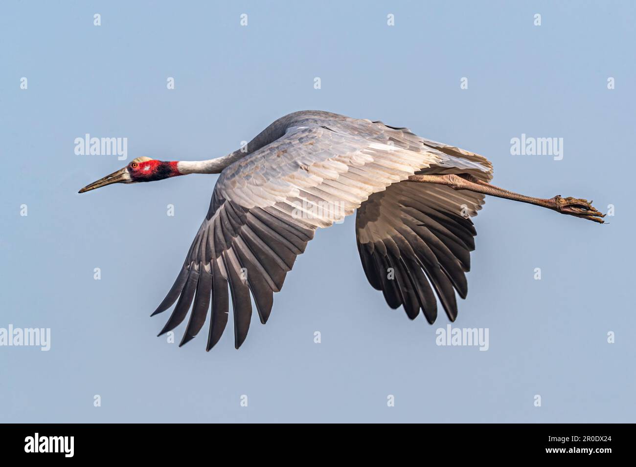 Ein Saras fliegender mit Flügeln nach unten Stockfoto