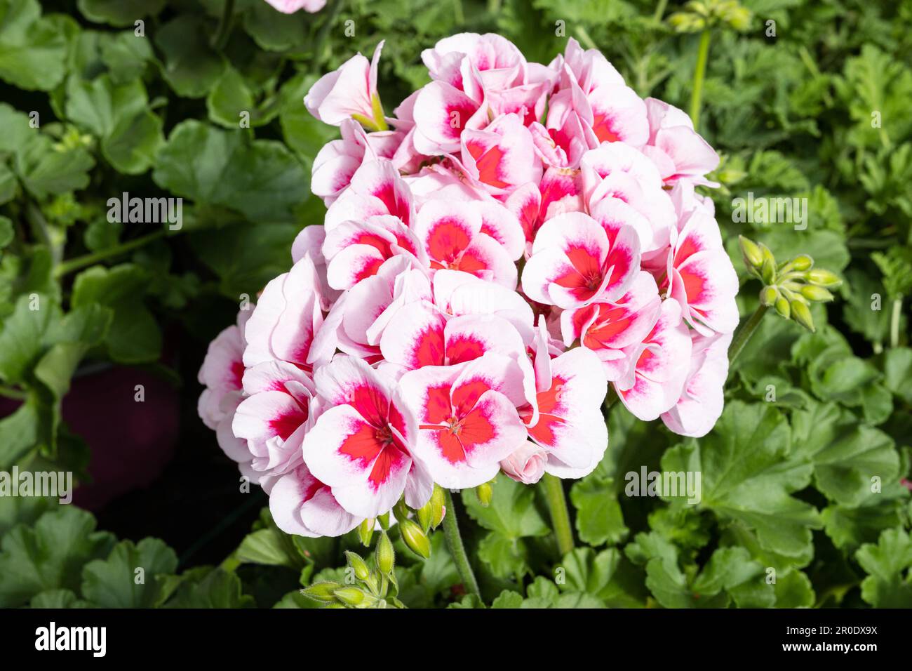 Weiße und rosafarbene Pelargonium-Zonale-Blume, die im Garten wächst Stockfoto