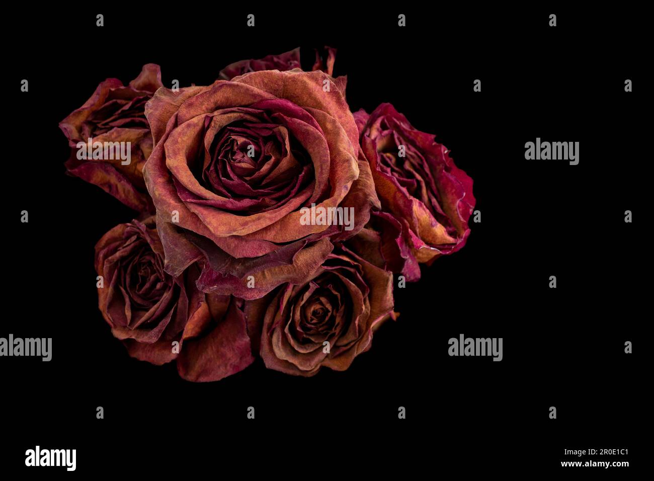 Strauß getrockneter roter Rosen auf schwarzem Hintergrund. Das Konzept der Zeit, des Alterns, der Schönheit des menschlichen Wesens ist nicht ewig. Stockfoto