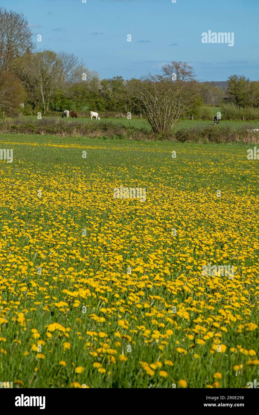 Blumenwiesen, Löwenzahn, Kühe, Halbinsel Holnis, Schleswig-Holstein, Deutschland Stockfoto