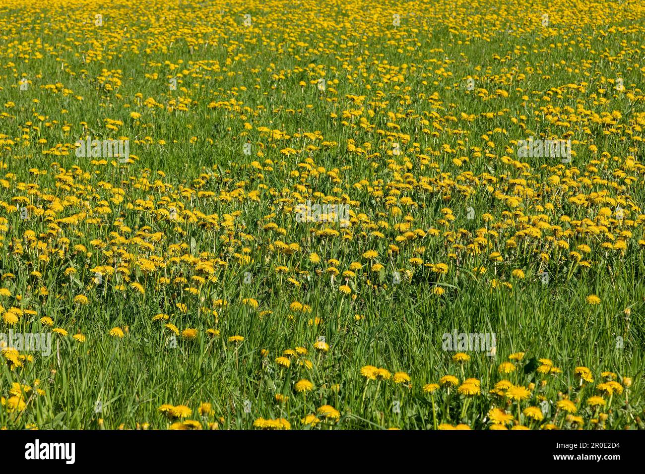 Blumenwiesen, Löwenzahn, Holnis-Halbinsel, Schleswig-Holstein, Deutschland Stockfoto