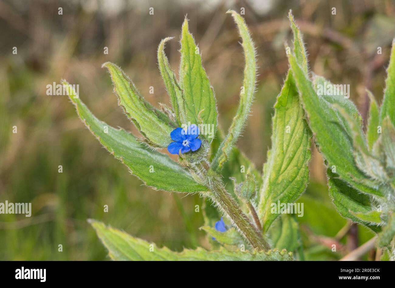 Kleine blaue Blume von grünem Alkanet Stockfoto