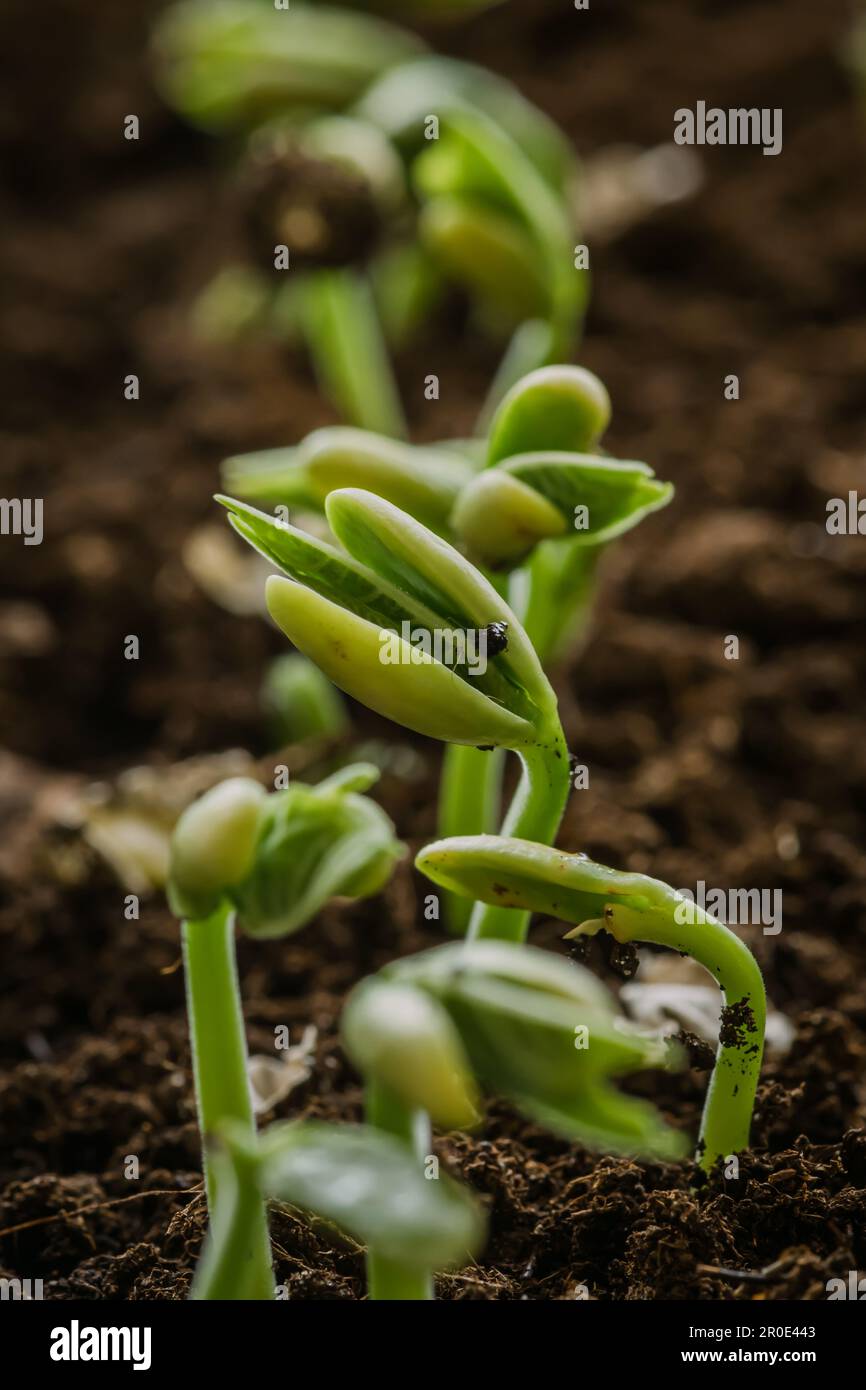 Kleine, frische, grüne, weiße Bohnen, Setzlinge, die gerade aus Samen in fruchtbaren Pflanzböden gezüchtet wurden, dicht beieinander, vertikal Stockfoto
