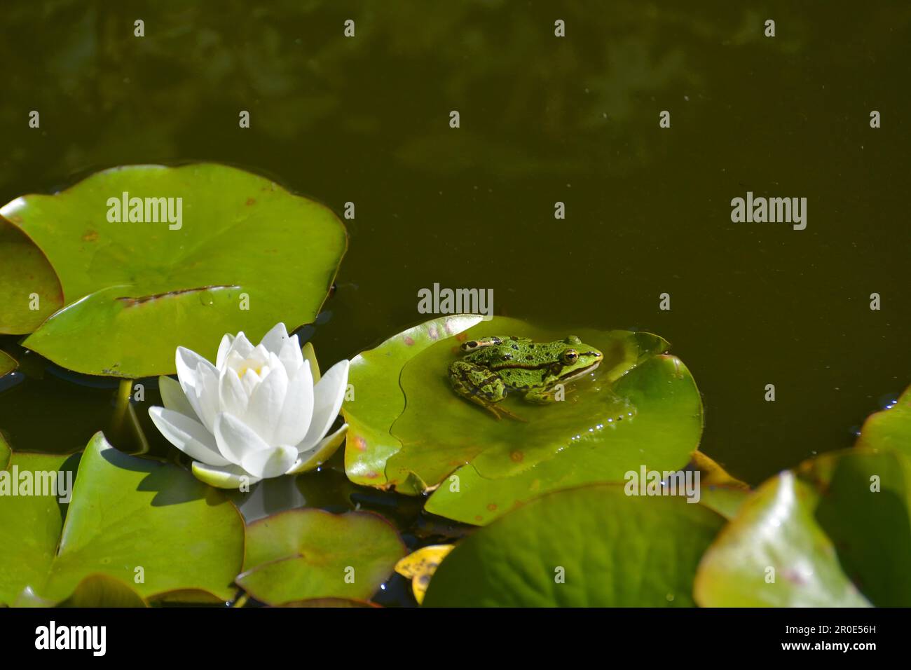 Wasserfrosch in der Nähe von Weißwasserlilien im Gartenteich Stockfoto