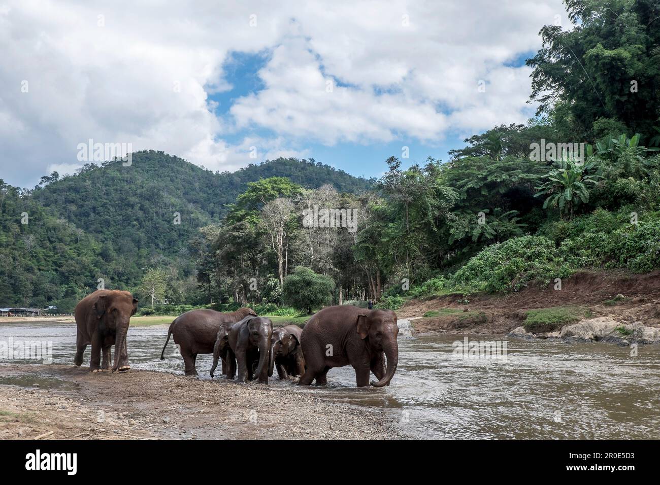Elefanten, die im Fluss Mae-Taeng in Thailand spielen Stockfoto