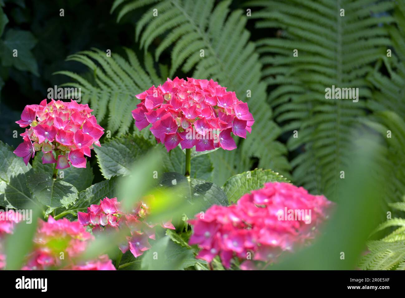 Hortensien blhen im Garten mit Farn, rosa Blten Stockfotografie - Alamy