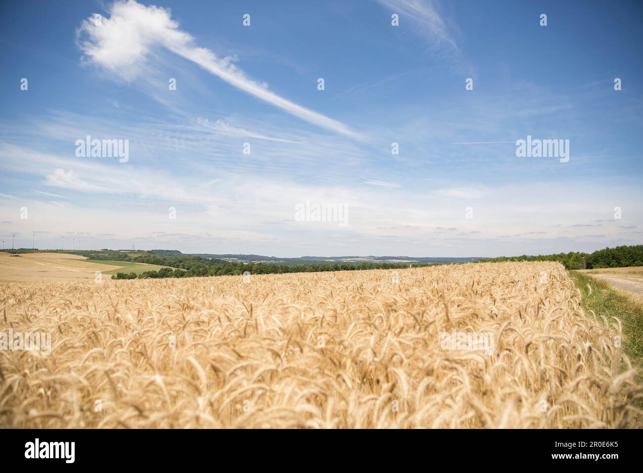 Maisfelder, Saarland, Deutschland Stockfoto
