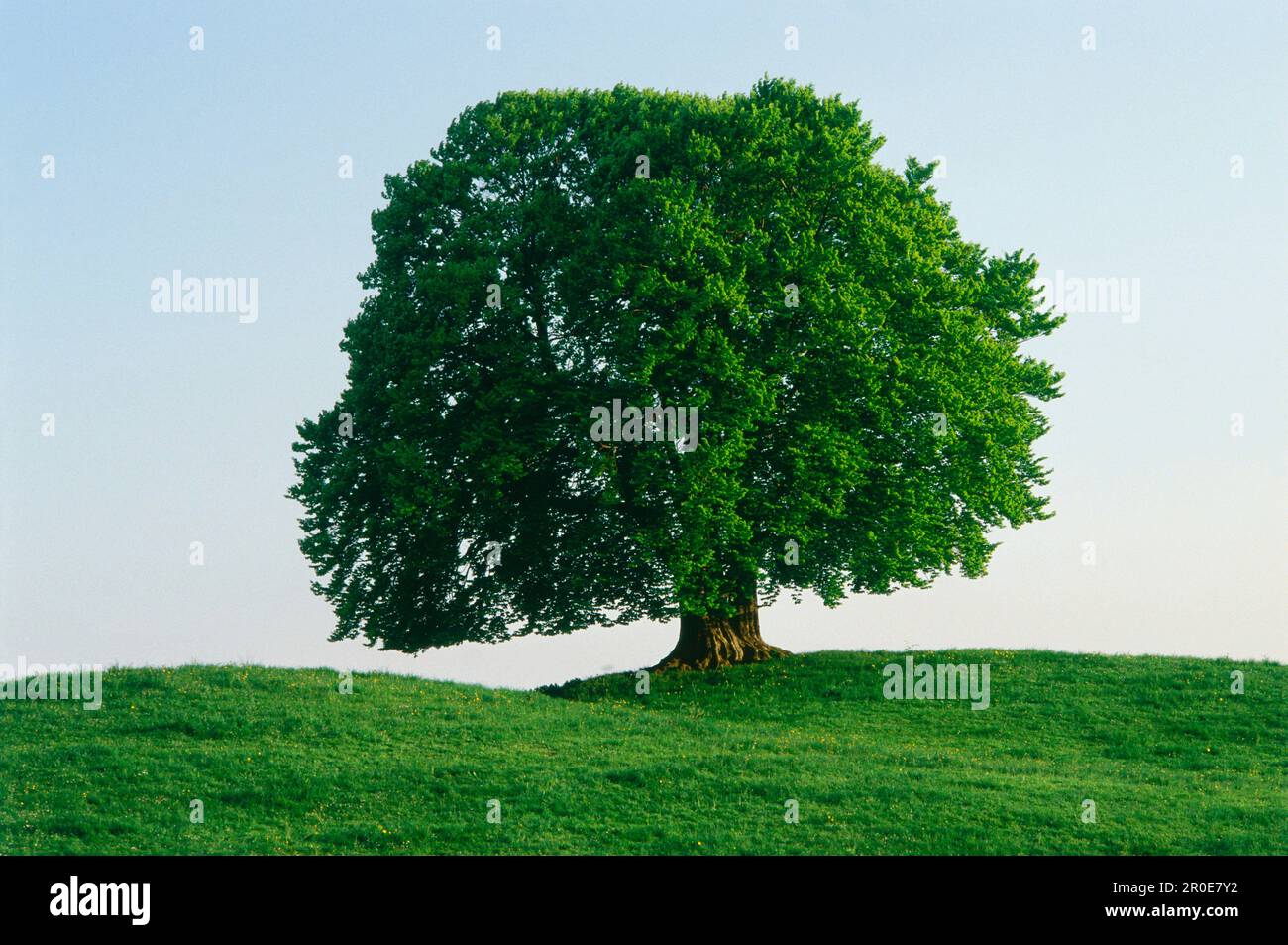 Ein Buchenbaum Stockfoto