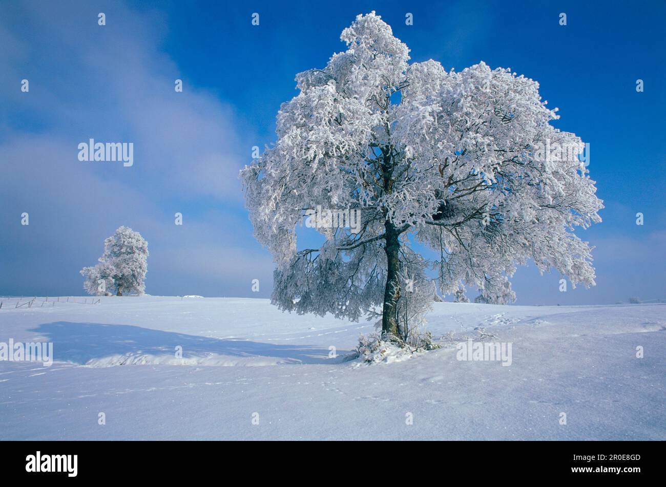 Bäume bedeckt mit glasiertem Frost, Oberbayern, Deutschland Stockfoto