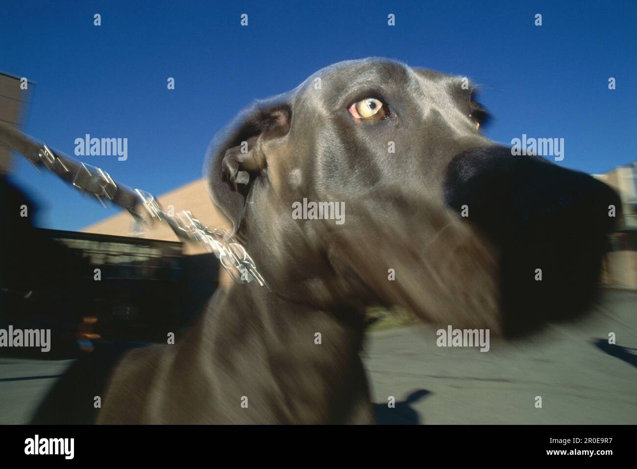 Great Dane bei der Hundeshow, Dortmund, Nordrhein-Westfalen, Deutschland Stockfoto