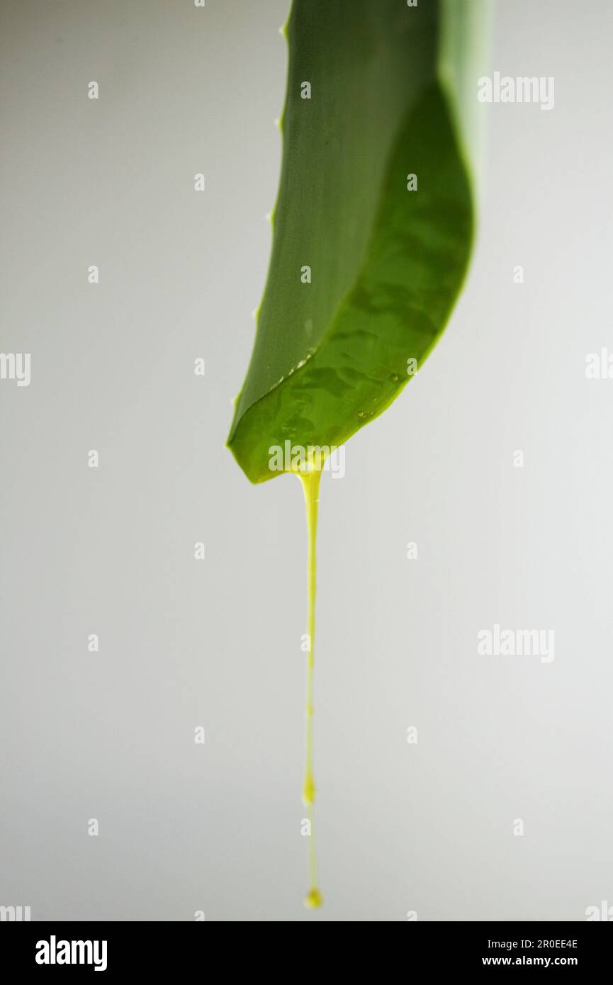 Aloe-Werk, Aloe-Werk, Nahaufnahme einer Aloe-Anlage, Plant Health Nature Wellness Stockfoto