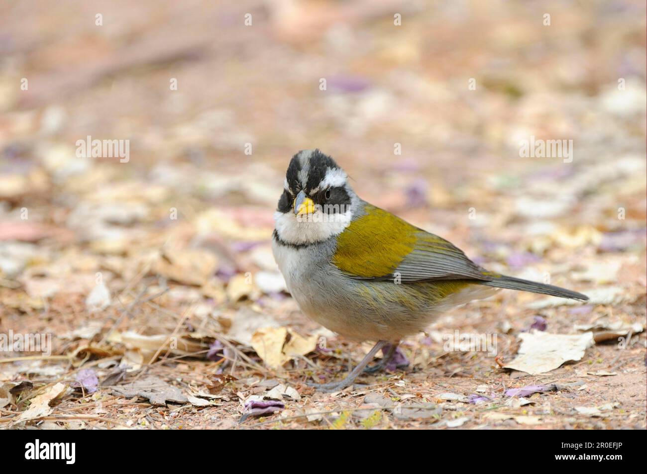 Gelbschnabel, Gelbschnabel, Singvögel, Tiere, Vögel, Buntings, Saffron-Billed Sparrow (Arremon flavirostris), ausgewachsen, Futtersuche Stockfoto
