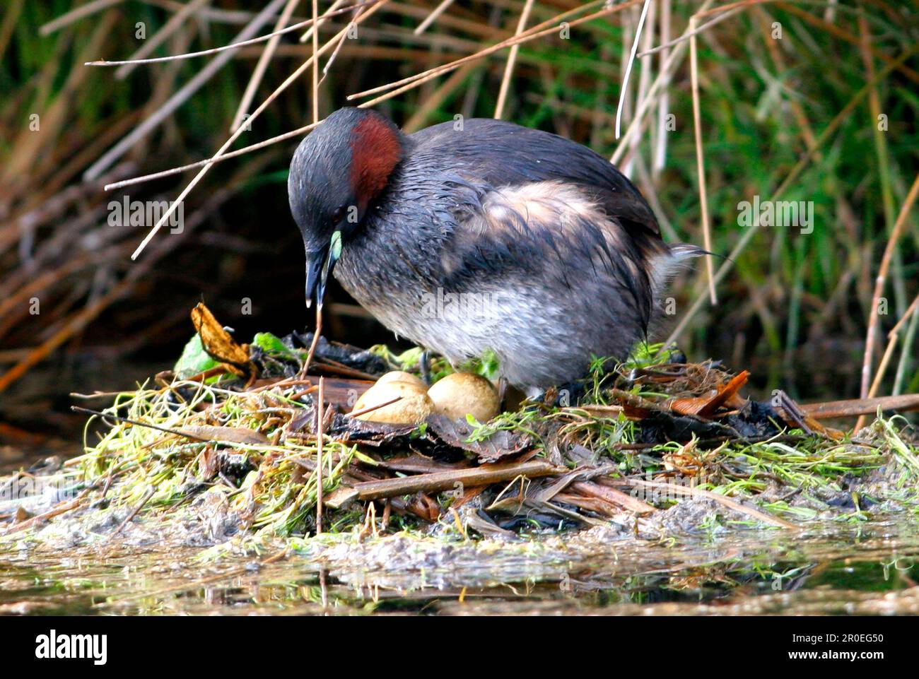 Little Grebe (Tachybaptus ruficollis) Adult at Nest, Adjusting Eggs, Norfolk, England, Vereinigtes Königreich Stockfoto