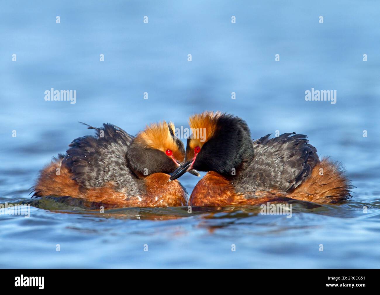Hornklee (Podiceps auritus), Erwachsenenpaar, Zuchtrupfer, auf dem Wasser, Finnland Stockfoto