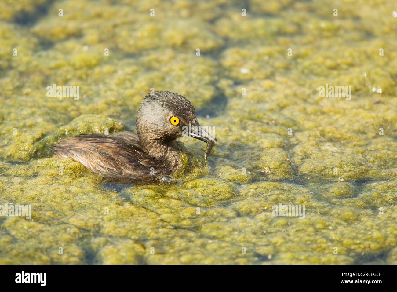 Least Grebe (Tachybaptus dominicus), Erwachsener, Fütterung, Schwimmen in Algen, Sabal Palm Sanctuary, Rio Grande Valley, TEXAS (U.) S.A. Stockfoto