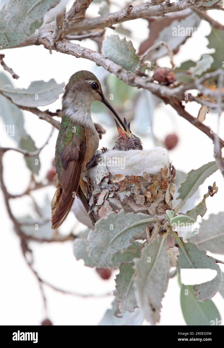 Bahama bahama Woodstar (Calliphlox evelynae) weiblich ausgewachsene Küken, die Küken im Nest füttern, Providenciales, Caicos-Inseln, Turks- und Caicos-Inseln Stockfoto