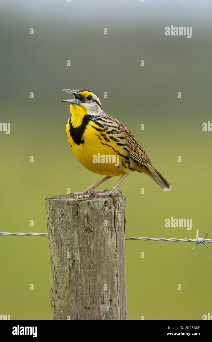 Eastern Meadowlark (Sturnella magna), männlich, singend, auf Zaunpfahl, Florida (U.) S.A. Stockfoto