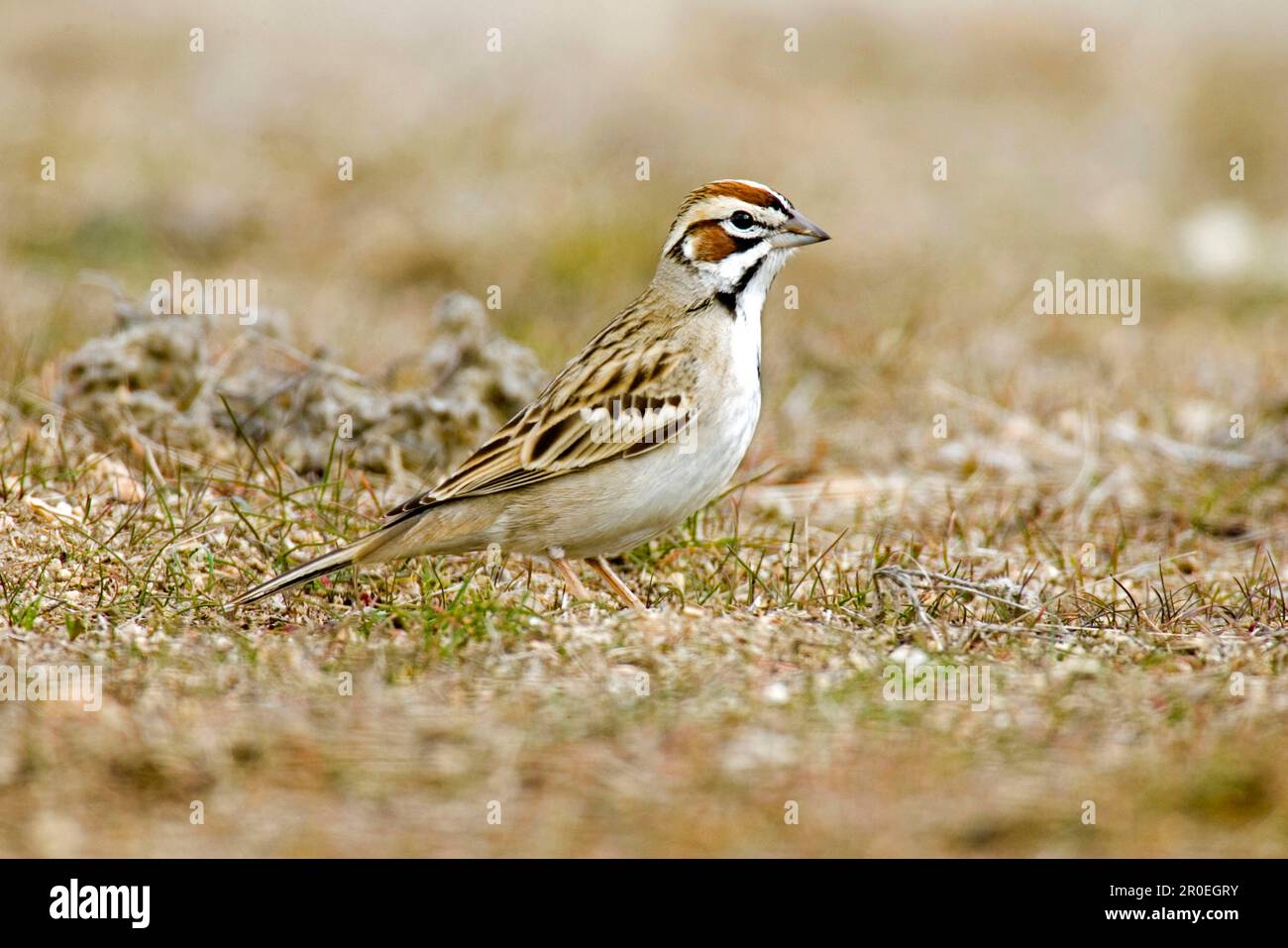 Reed Bunting, Lark Sparrow, Reed Bunting, Singvögel, Tiere, Vögel, Buntings, Lark Sparrow (Chondestes grammacus), ausgewachsen, auf utricularia stehend Stockfoto