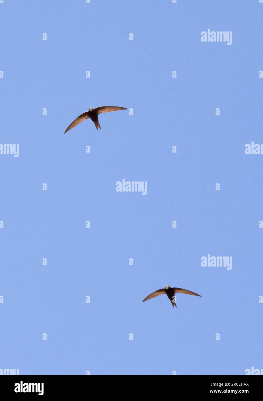 Pallid Swift (Apus pallidus) zwei Erwachsene, im Flug, Großkaukasus, Georgien, Frühling Stockfoto