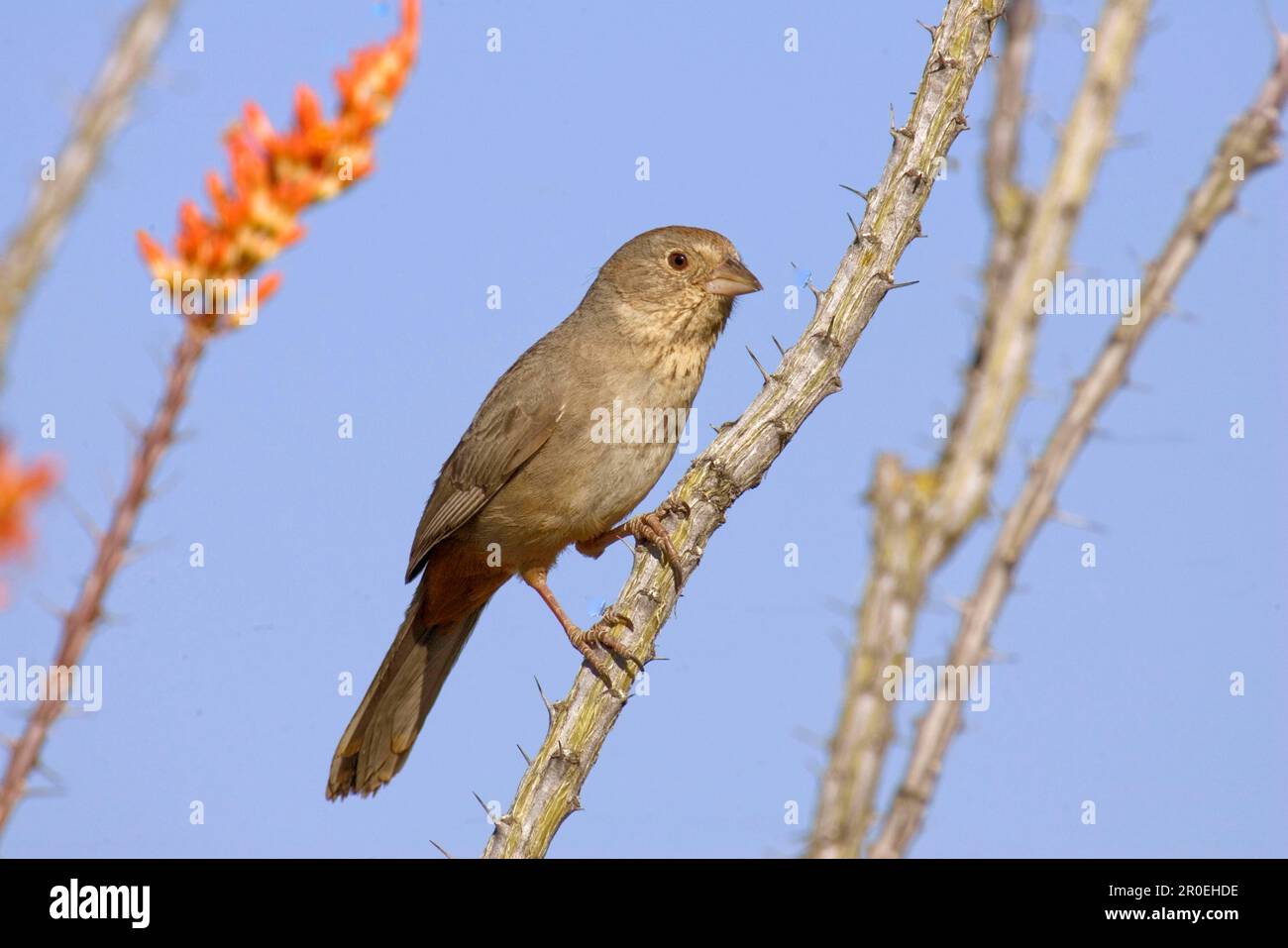 Brown Towhee Bunting, Brown Towhee Bunting, Singvögel, Tiere, Vögel, Buntings, Canyon Towhee Pi Stockfoto